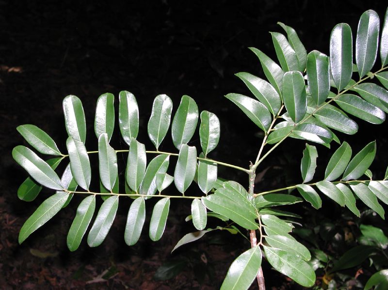 Simaroubaceae Simarouba glauca