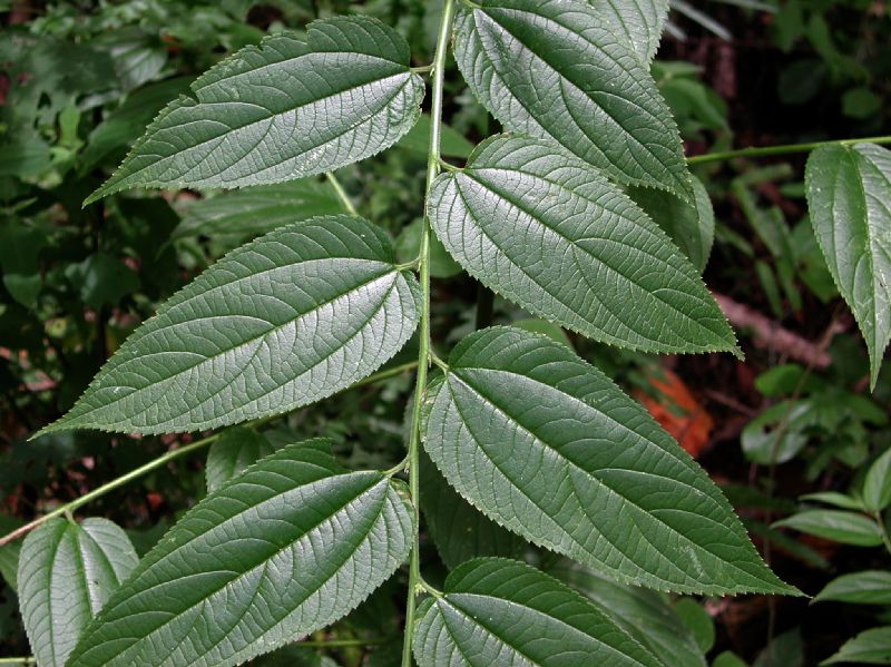 Cannabaceae Trema micrantha