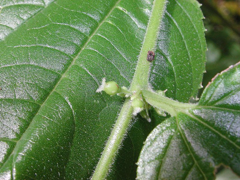 Cannabaceae Trema micrantha
