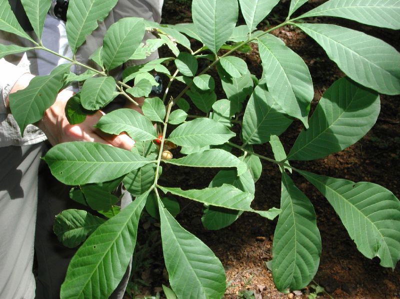 Meliaceae Trichilia martiana