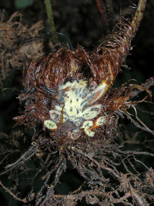 Dryopteridaceae Arachniodes denticulata