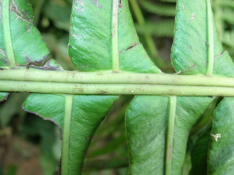 Blechnaceae Lomaridium ensifolium