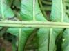 image of Lomaridium ensifolium