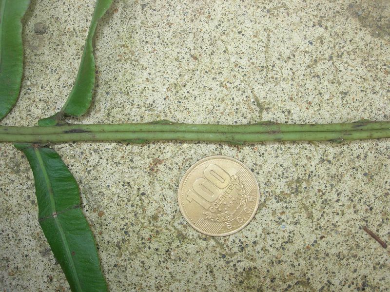 Blechnaceae Lomaridium ensifolium