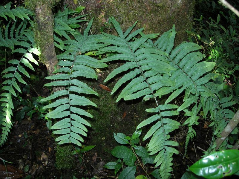 Polypodiaceae Pecluma ursipes