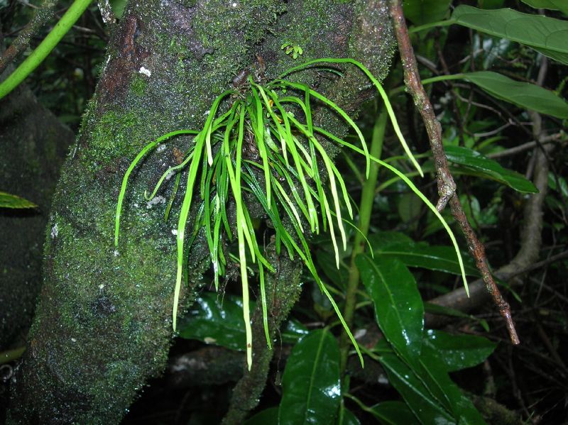 Pteridaceae Vittaria graminifolia