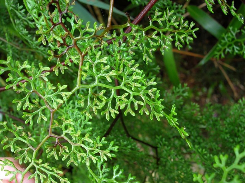 Pteridaceae Jamesonia glaberrima