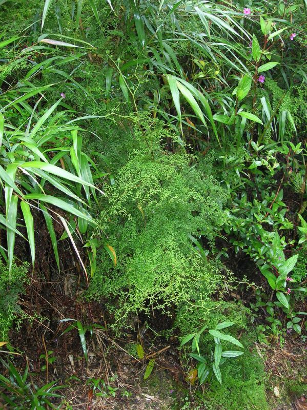 Pteridaceae Jamesonia flexuosa