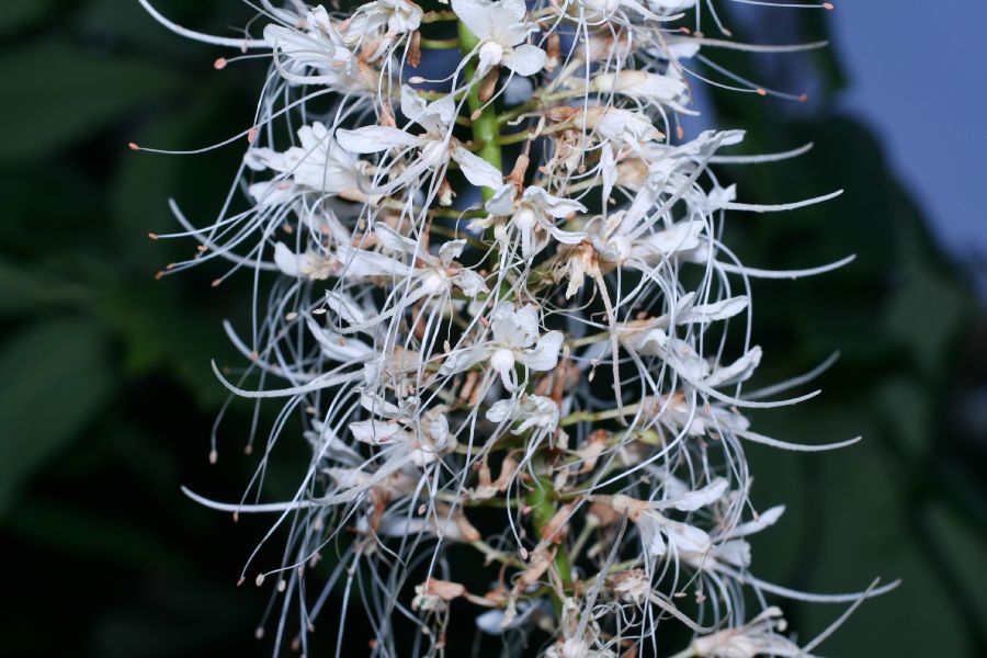 Hippocastanaceae Aesculus parviflora
