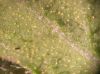 image of Chenopodium ambrosioides