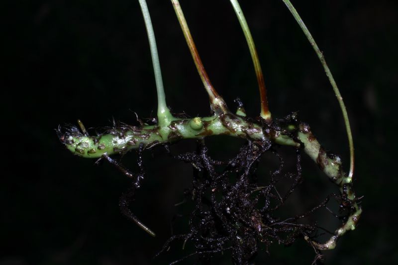 Polypodiaceae Campyloneurum gracile