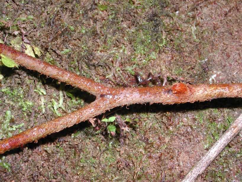 Gleicheniaceae Sticherus bifidus