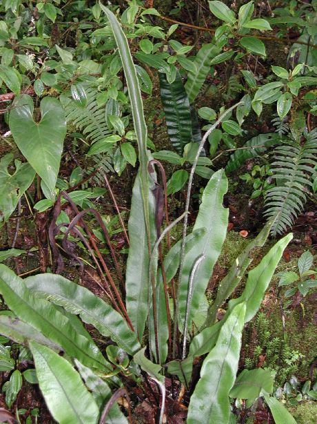 Dryopteridaceae Elaphoglossum castaneum