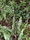image of Elaphoglossum castaneum