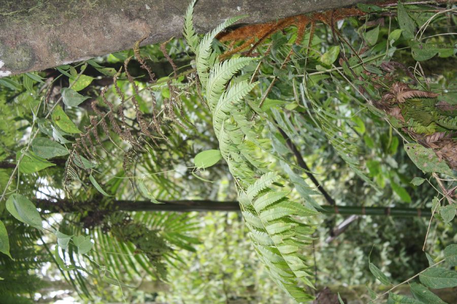 Dryopteridaceae Polybotrya altescandens