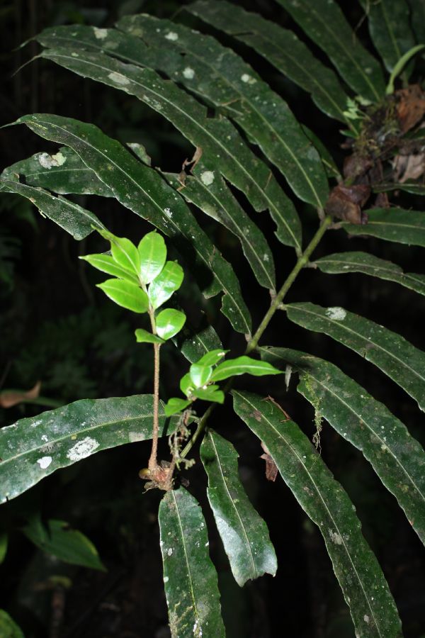Marattiaceae Danaea erecta