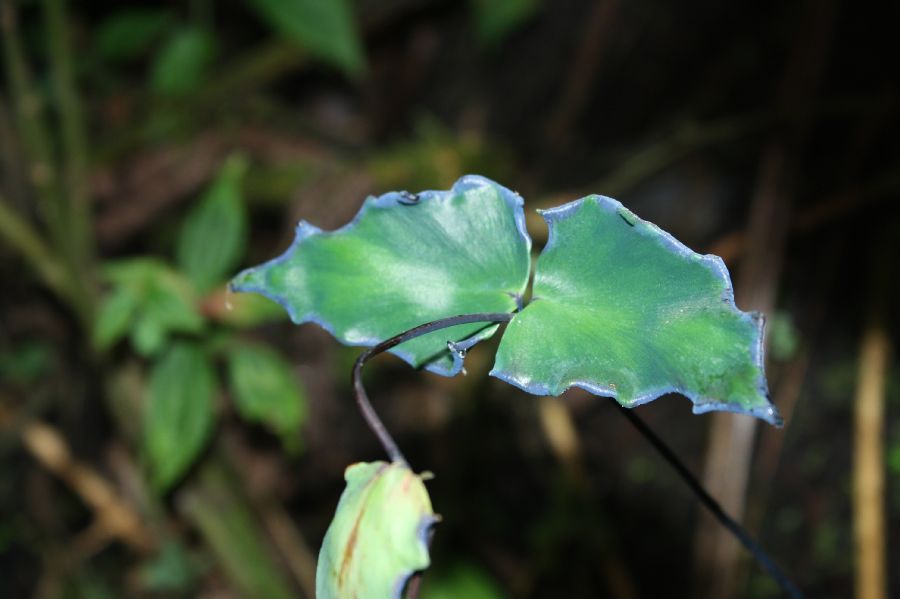 Pteridaceae Adiantum macrophyllum