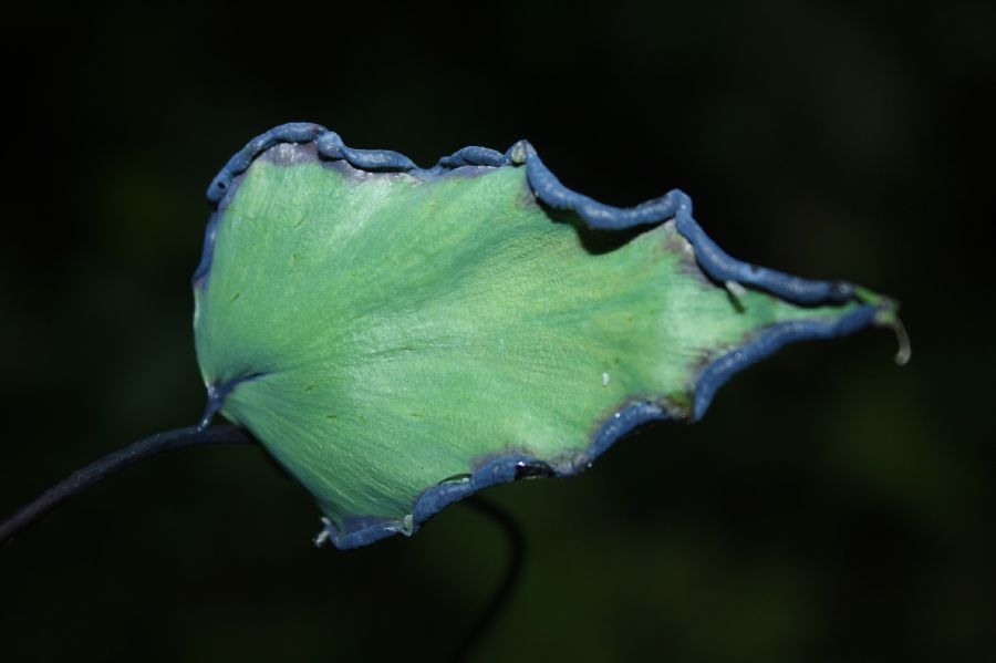 Pteridaceae Adiantum macrophyllum