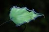 image of Adiantum macrophyllum