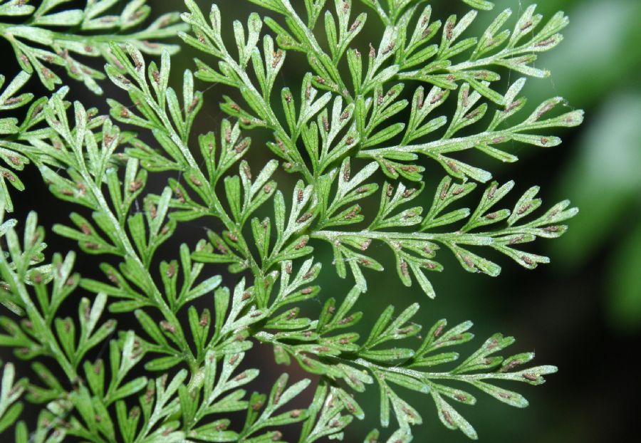 Athyriaceae Diplazium ferulaceum