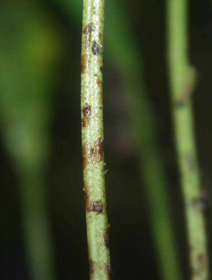 Dryopteridaceae Elaphoglossum vascoae