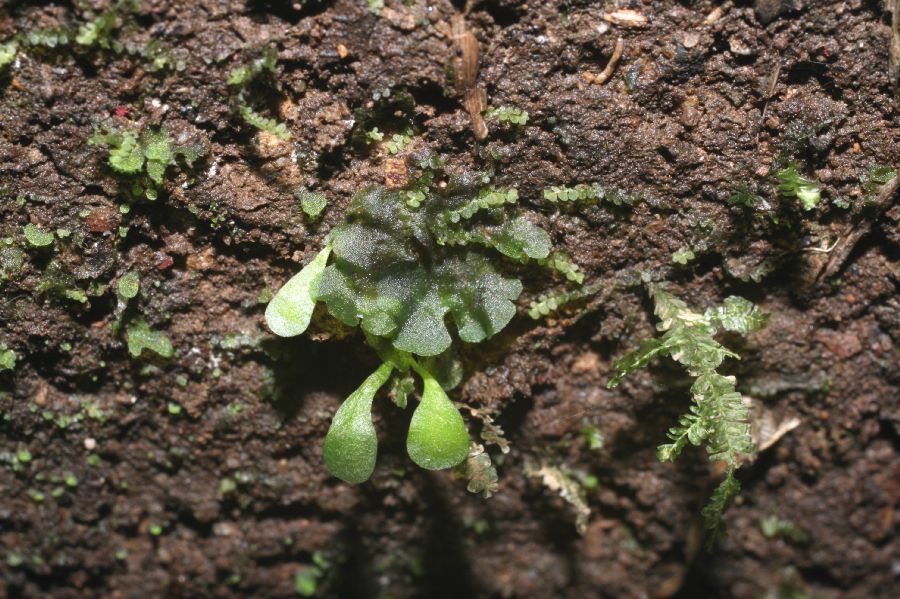 Polypodiaceae Campyloneurum brevifolium