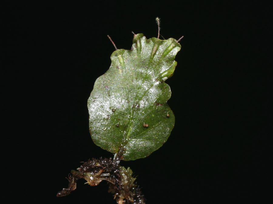 Hymenophyllaceae Didymoglossum godmannii