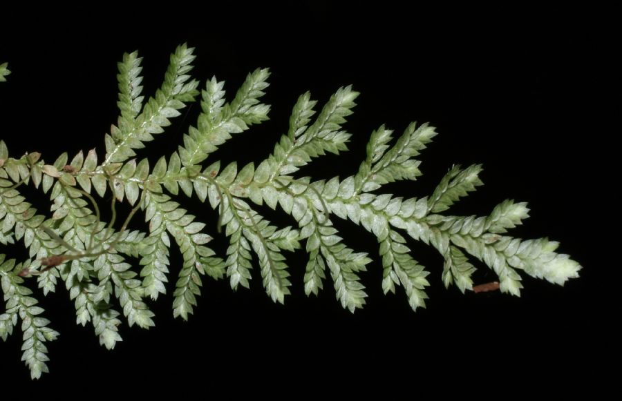 Selaginellaceae Selaginella atirrensis