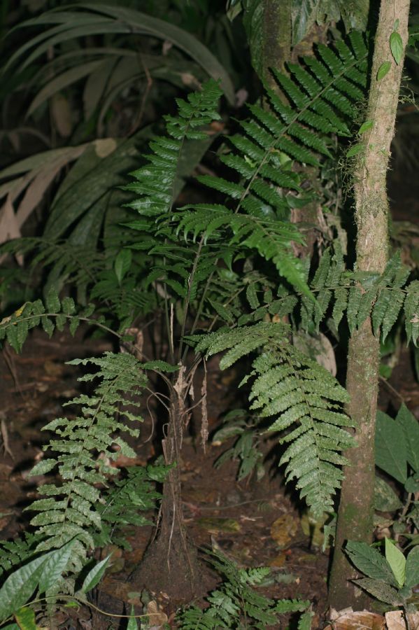 Athyriaceae Diplazium striatastrum