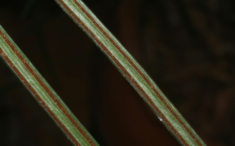 Pteridaceae Vittaria lineata