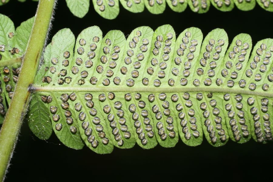 Thelypteridaceae Christella dentata
