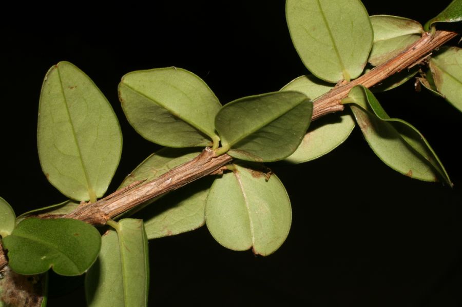 Plocospermataceae Plocosperma buxifolium