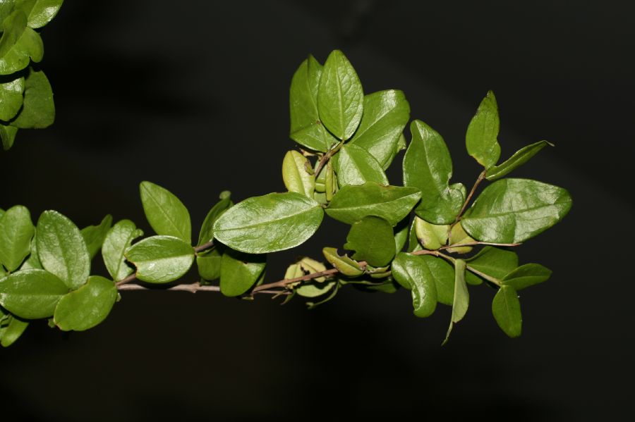 Plocospermataceae Plocosperma buxifolium