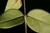 image of Plocosperma buxifolium