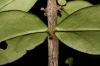 image of Plocosperma buxifolium