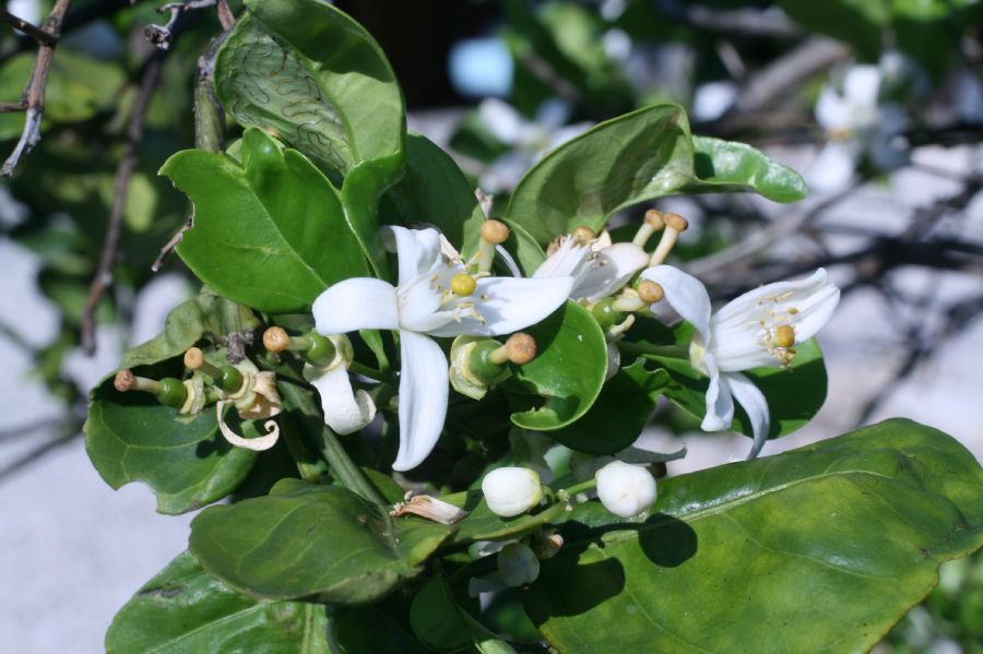 Rutaceae Citrus aurantiaca