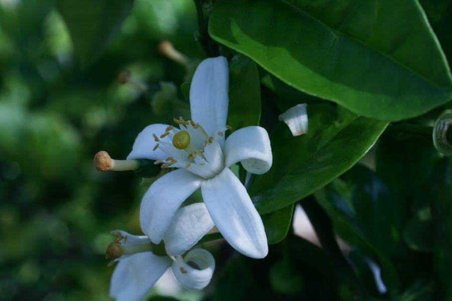 Rutaceae Citrus aurantiaca