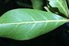 image of Conocarpus erectus