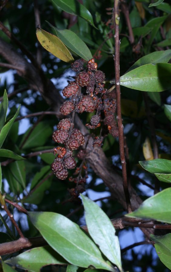 Combretaceae Conocarpus erectus