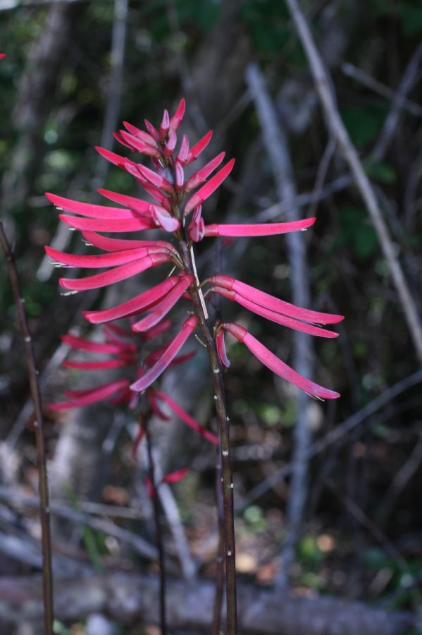 Fabaceae Erythrina herbacea