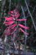 image of Erythrina herbacea