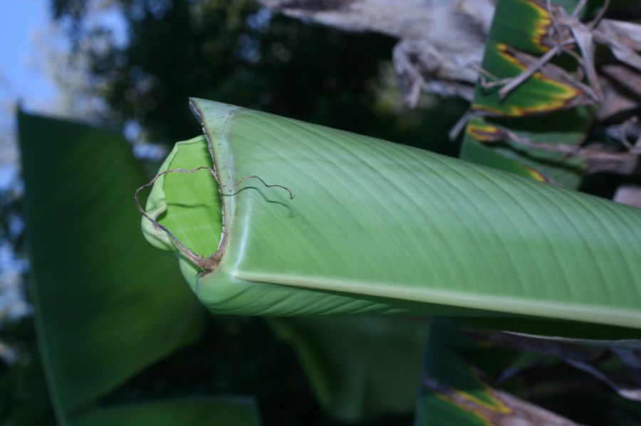 Musaceae Musa acuminata