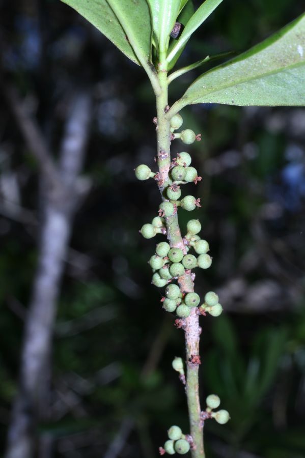 Primulaceae Myrsine floridana