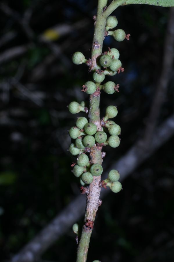 Primulaceae Myrsine floridana