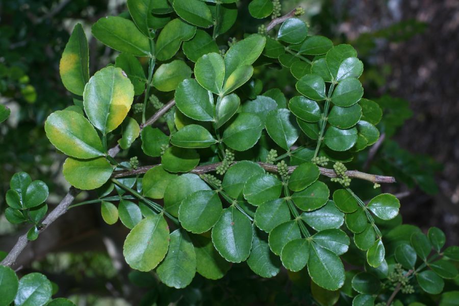 Rutaceae Zanthoxylum fragara