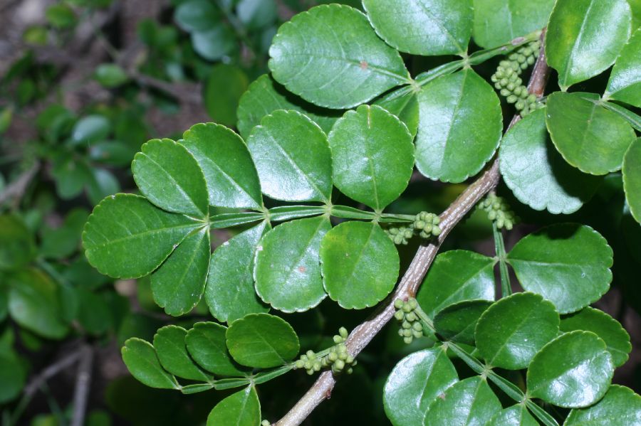 Rutaceae Zanthoxylum fragara