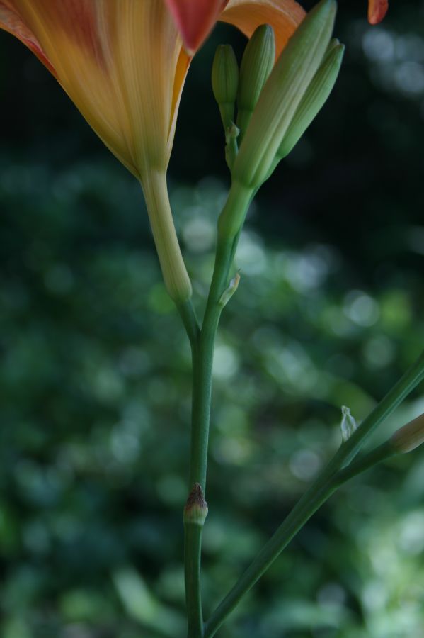 Asphodelaceae Hemerocallis fulva