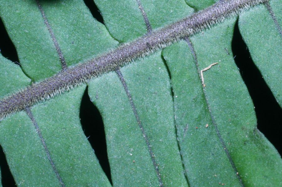 Polypodiaceae Pecluma divaricata