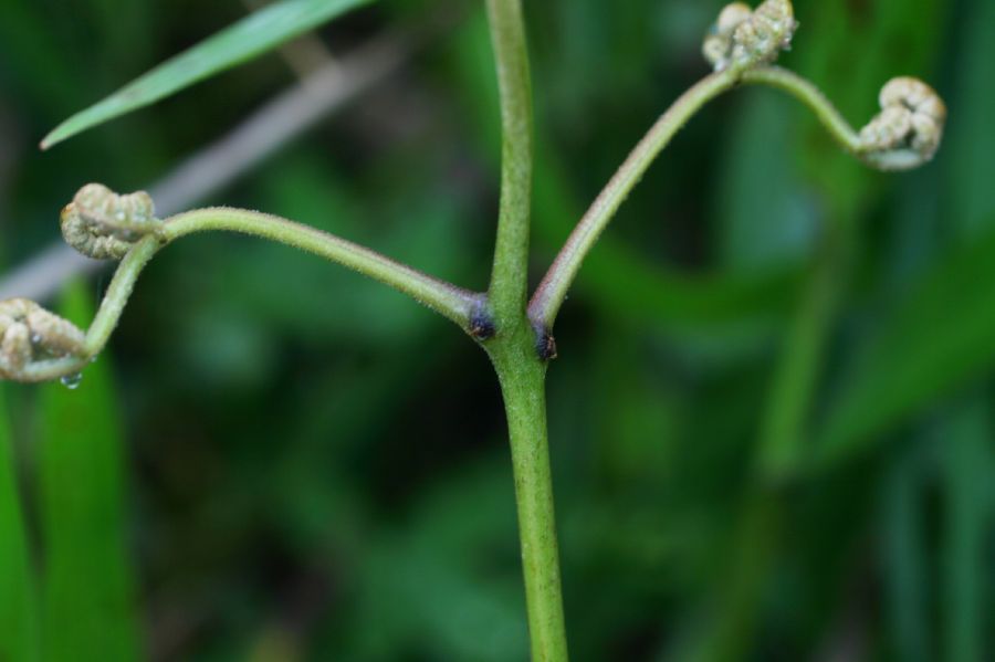 Dennstaedtiaceae Pteridium pseudocaudatum