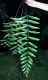 image of Asplenium juglandifolium
